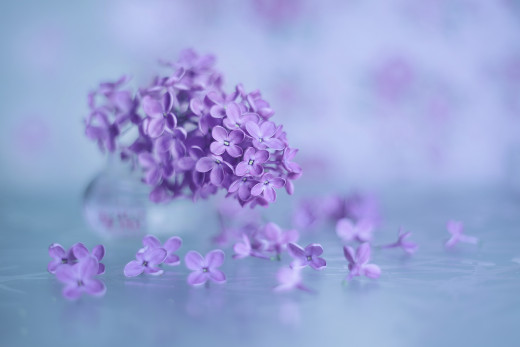 1472289 (a): :2048x1365